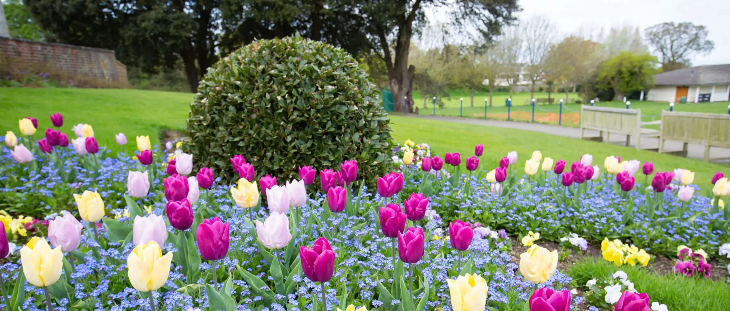 Tulips growing in the grounds of Ryde School